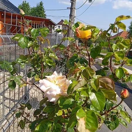 Rózsa *
